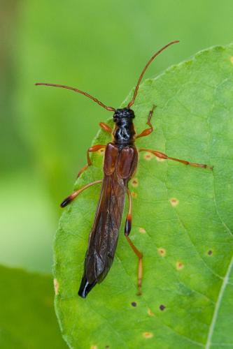 Necydalis major